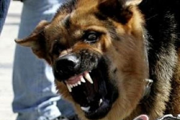 В Амурской области сторожевая собака перегрызла горло 3-летнему мальчику - Фото 1