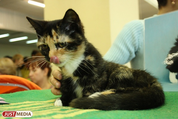 Екатеринбуржцам покажут «космических» кошек - Фото 1