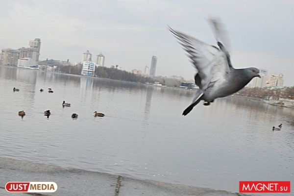 Первая в России карта скворечников появится в Екатеринбурге - Фото 1