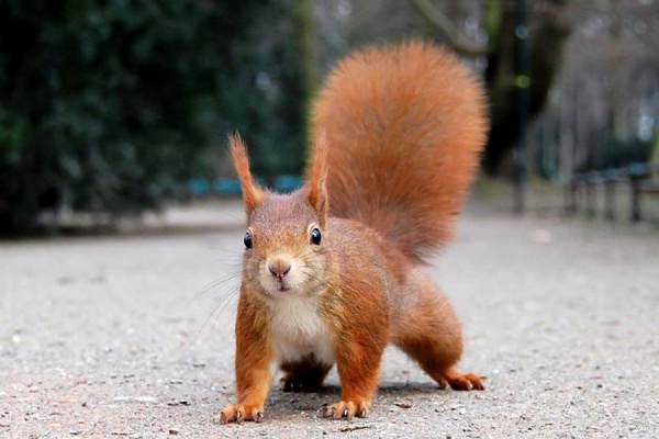 Из лесу, вестимо. В центр Екатеринбург «переехала» белка. ВИДЕО - Фото 1