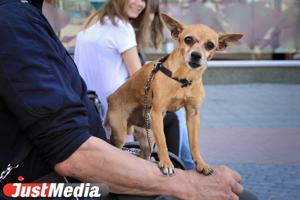 В «Европе» пройдет презентация коллекции стильных футболок для собак - Фото 1