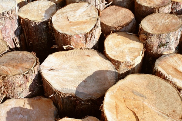 Студенты лестеха будут пилить «блины» - Фото 1