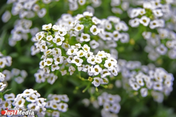 Полтора миллиона цветов украсят Екатеринбург этим летом - Фото 1