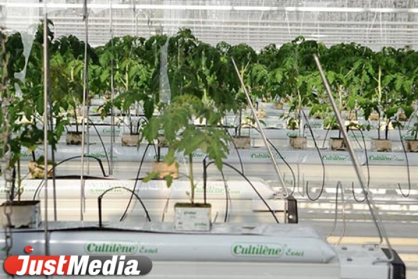 «УГМК-Агро» запускает в эксплуатацию вторую очередь тепличного комплекса - Фото 1