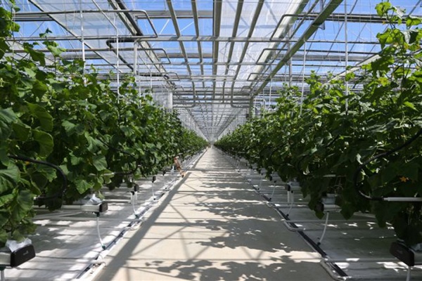 Вторая очередь тепличного комплекса УГМК дала первый урожай — 90 тонн огурцов - Фото 1