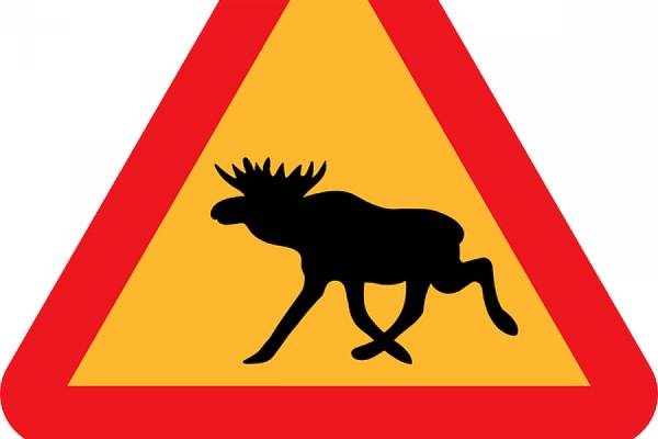 На автодороге Шаля—Шамары лось попал под колеса «Запорожца» - Фото 1