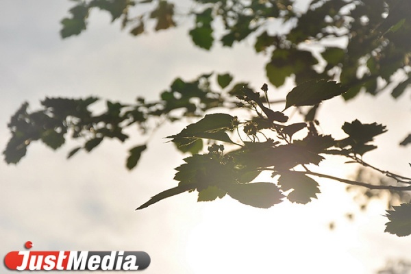 Площадка выставки «ЭКСПО-2020» усилит «зеленый пояс» вокруг Екатеринбурга - Фото 1