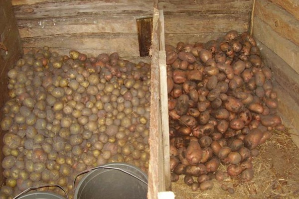 В Дегтярске канализационными стоками затопило овощные ямы и автосервис - Фото 1