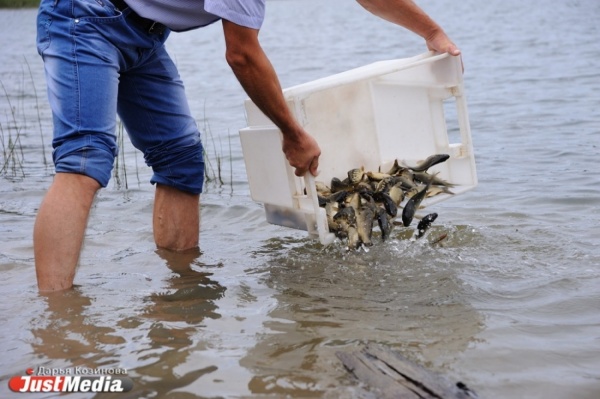 В Волчихинском водохранилище станет больше рыбы - Фото 1