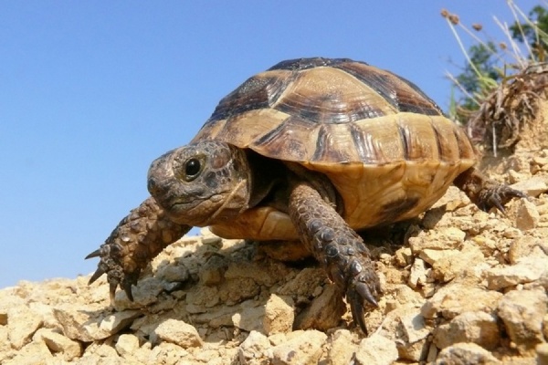 Прокуратура нашла в асбестовском магазине зоотоваров редкую черепаху, запрещенную к продаже - Фото 1