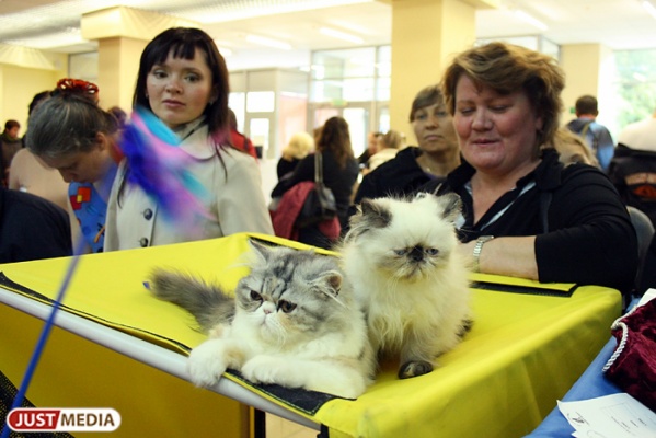 В Верхней Пышме впервые пройдет международная выставка кошек - Фото 1