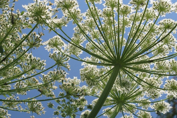 Новоуральцы бьют тревогу: город атаковал борщевик - Фото 1