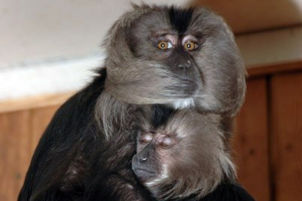 Очередное прибавление: в Екатеринбургском зоопарке у львинохвостых макак появился детеныш - Фото 1