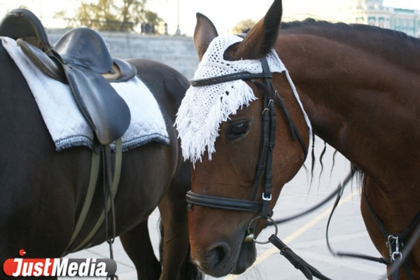 Лошади продолжают гулять по центру Екатеринбурга, несмотря на запреты - Фото 1