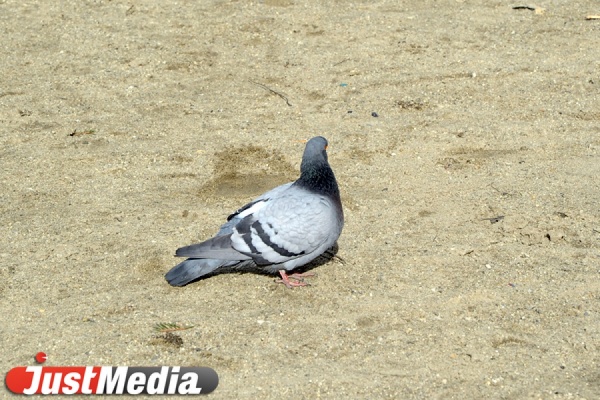 На Центральном стадионе с сегодняшнего дня «поют» ястребы, коршуны и орлы - Фото 1