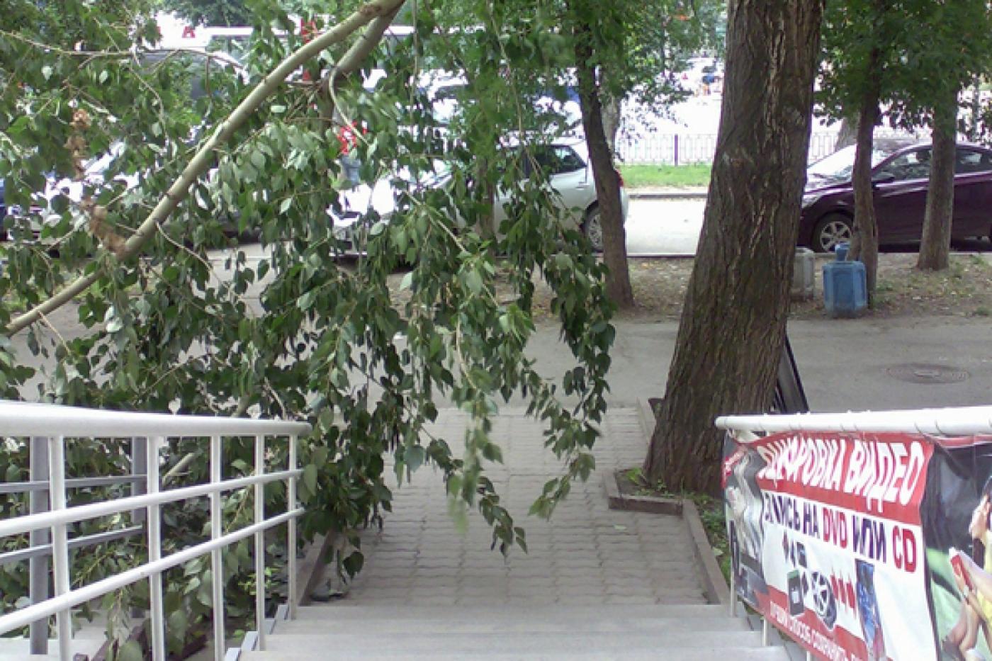 В Екатеринбурге сломанная ветка тополя перегородила работникам фотостудии вход на работу - Фото 1
