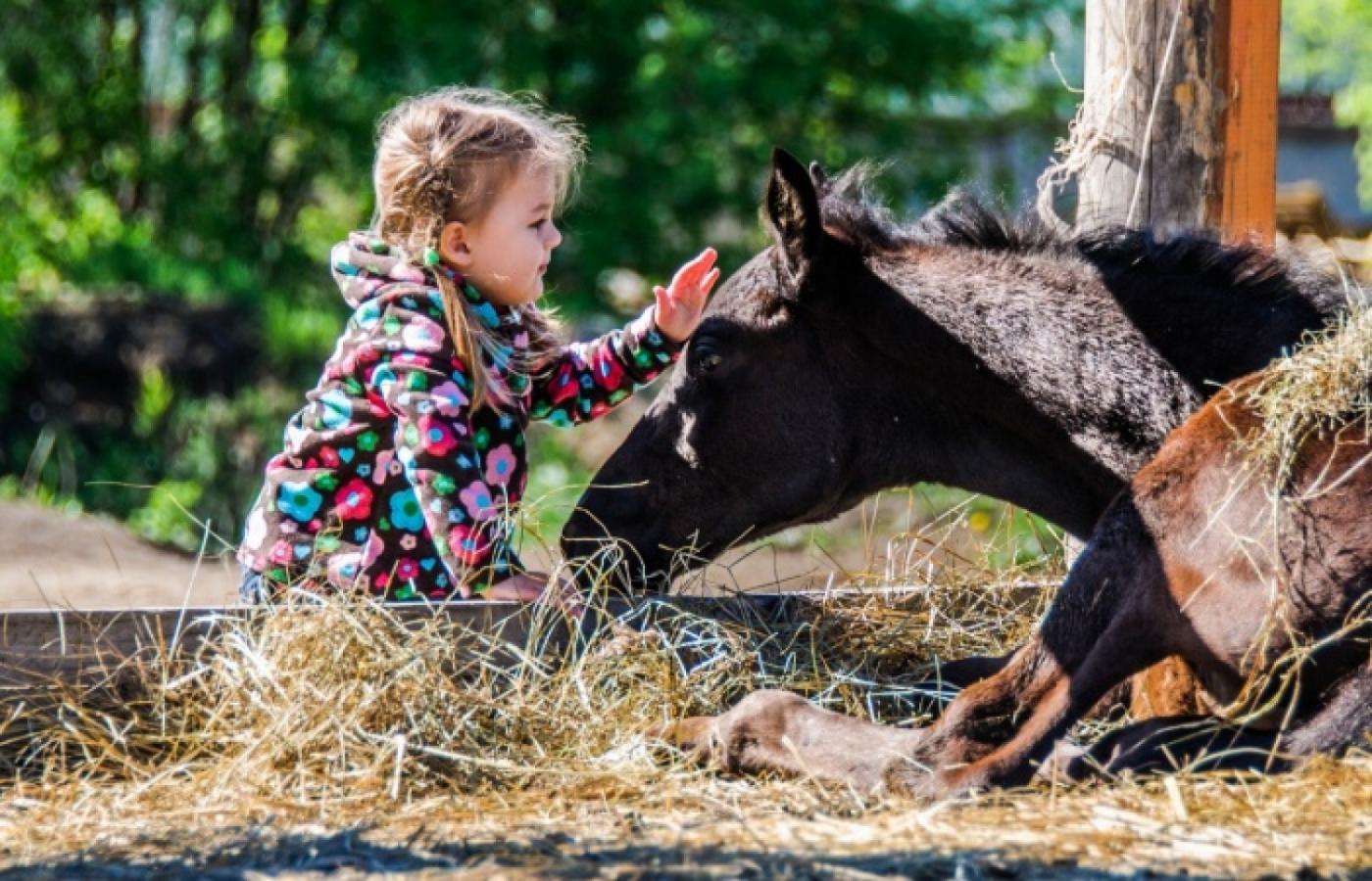 Около сотни екатеринбуржцев пожелали публично рассказать о своей любви к лошадям - Фото 1