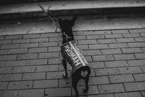 Организаторы концерта Макаревича напрасно ждали провокаций. Понравилось даже кришнаитам