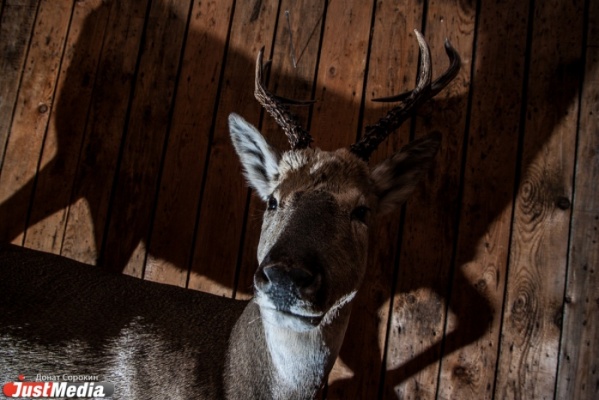 На Среднем Урале участились ДТП с дикими животными - Фото 1