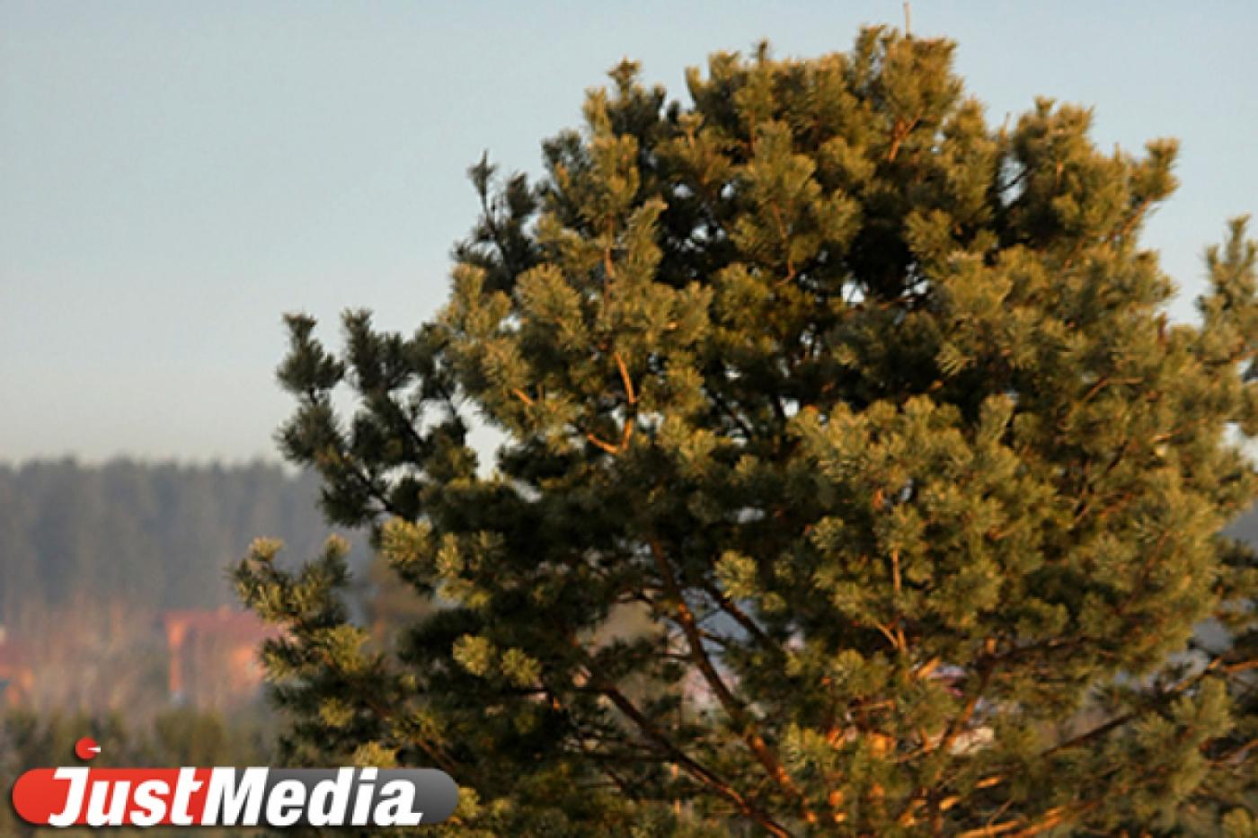 В области стали реже рубить лес - Фото 1