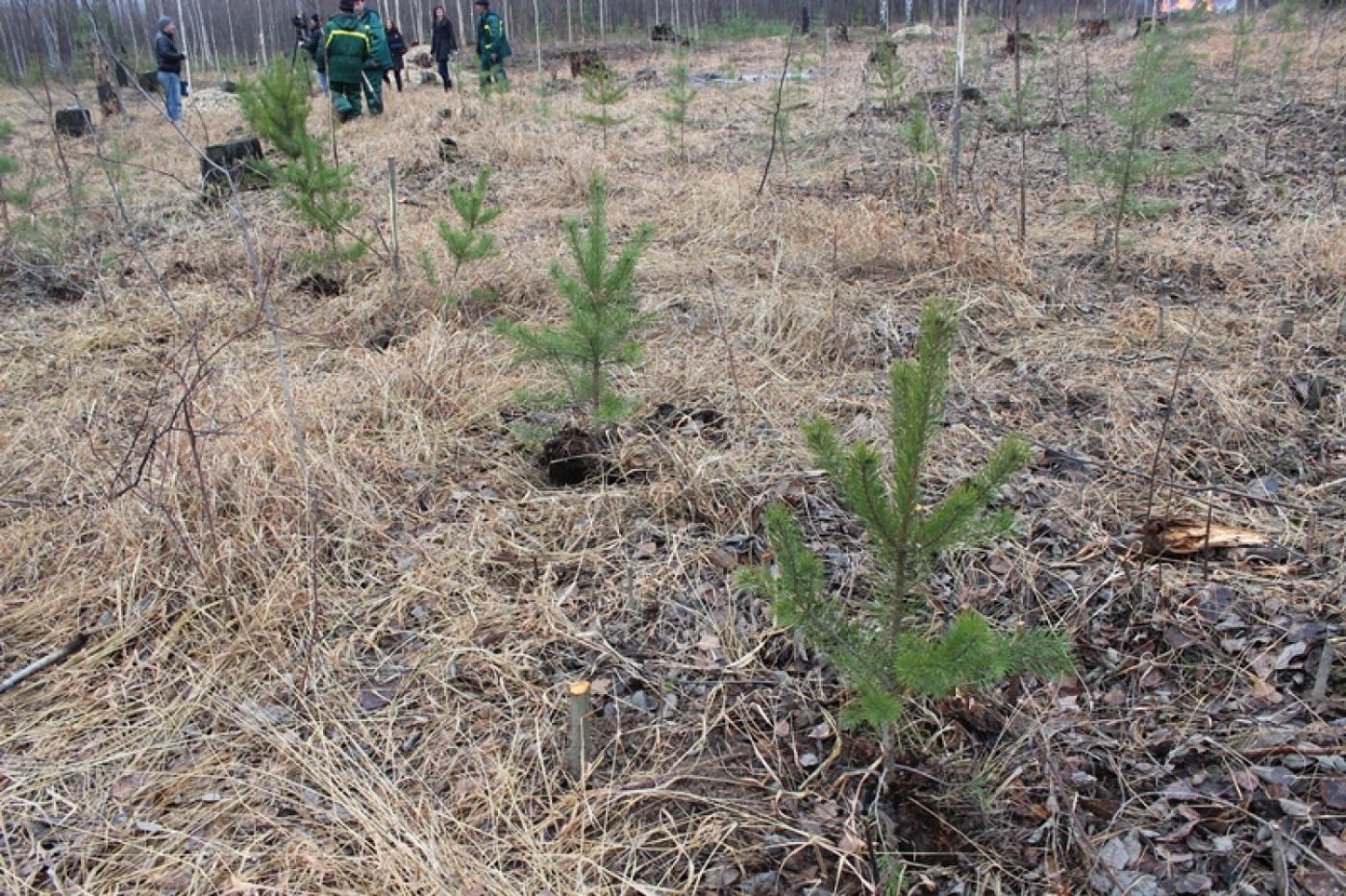 В Калиновском лесопарке высаживают сосны  - Фото 1
