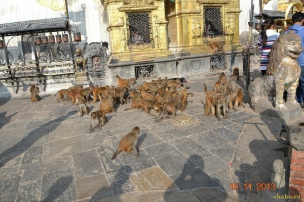 Уральские девушки посетили храм обезьян в Непале - Фото 1