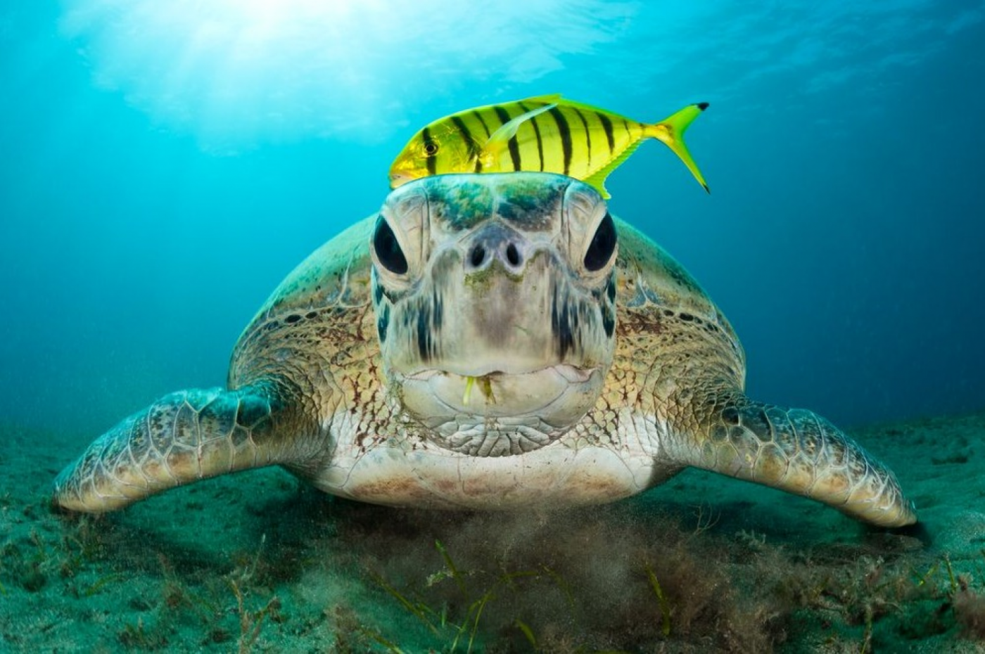 Лучшие фотографии живой природы покажут в Доме Метенкова - Фото 1