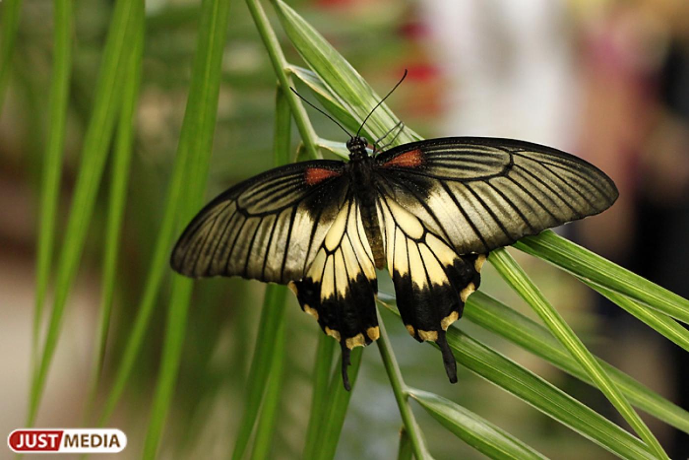 В Парке бабочек сбываются мечты! - Фото 1