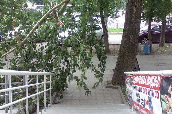 В Екатеринбурге сломанная ветка тополя перегородила работникам фотостудии вход на работу - Фото 1