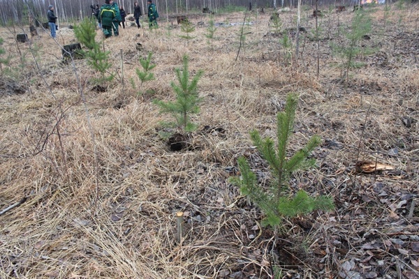 В Калиновском лесопарке высаживают сосны  - Фото 1