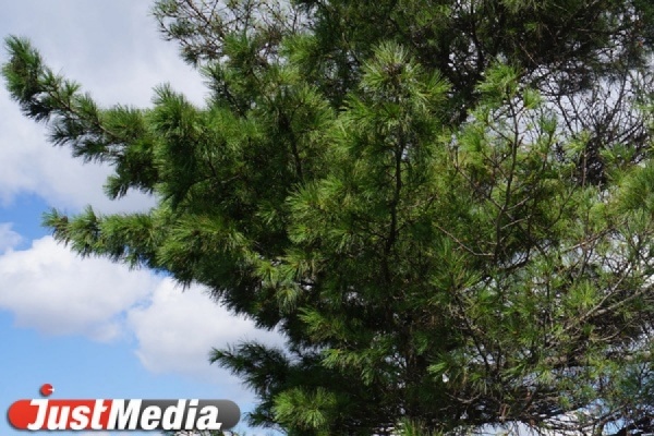 Мэрия взяла под охрану оба екатеринбургских дендрария. Теперь на них не могут претендовать застройщики - Фото 1