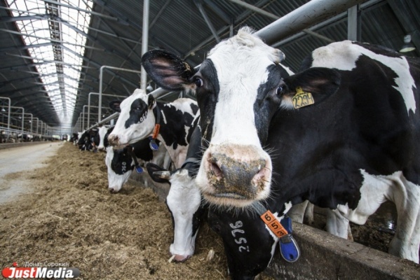 До конца этого года свердловским аграриям направят 162 млн рублей - Фото 1