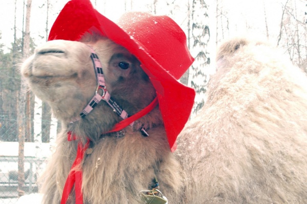 Верблюдица Проша из ЦПКиО отметила трехлетие - Фото 1