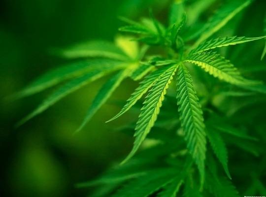 В уругвае легализуют марихуану конопля прикольно