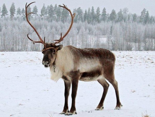 В Горном Щите разыскивают двух северных оленей. Объявлено вознаграждение - Фото 1