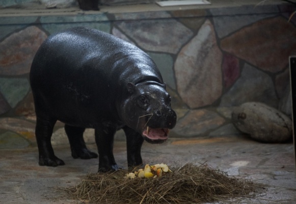 МОТИВ привез мини-бегемота в Екатеринбургский зоопарк - Фото 1