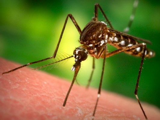 Что такое ультразвуковые отпугиватели комаров, и как они работают? - Фото 1