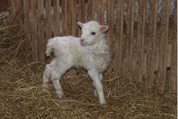 В контактном зоопарке ЦПКиО появились трое барашков - Фото 1