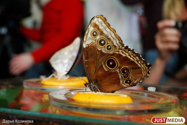Пятьдесят бабочек открыли большое сердце для влюбленных в центре Екатеринбурга - Фото 1