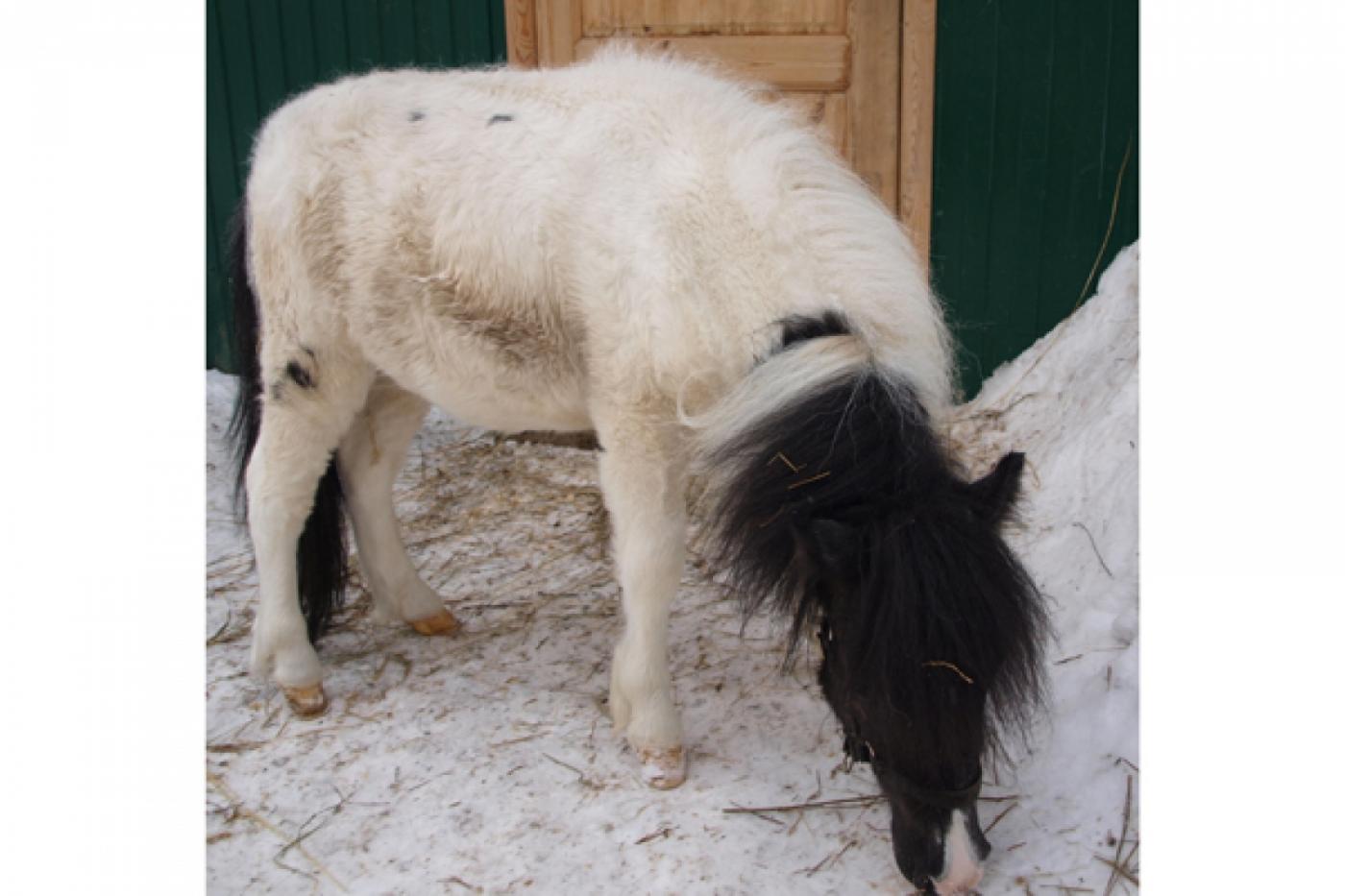 В ЦПКиО поселился карликовый пони - Фото 1