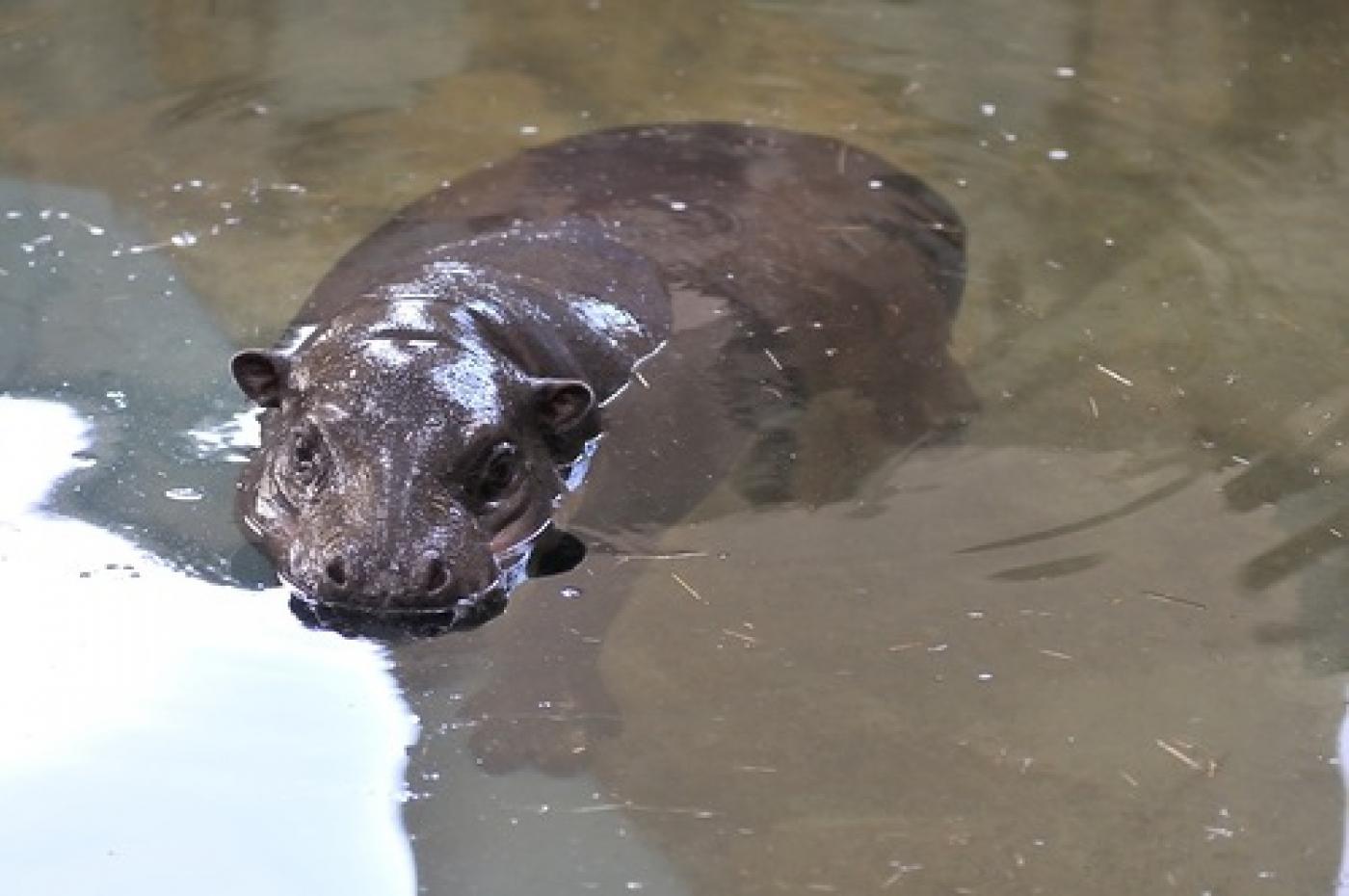 В Екатеринбургском зоопарке открылся вольер карликового бегемота - Фото 1
