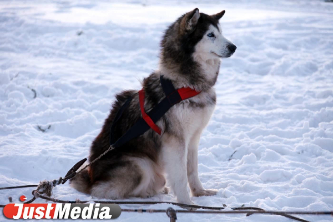 У екатеринбуржцев стали пропадать собаки. Неизвестные хотят заключать контракты на массовую эвтаназию животных  - Фото 1