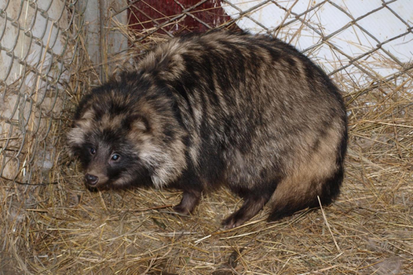 В контактном зоопарке ЦПКиО проснулись енотовидные собаки и еноты - Фото 1