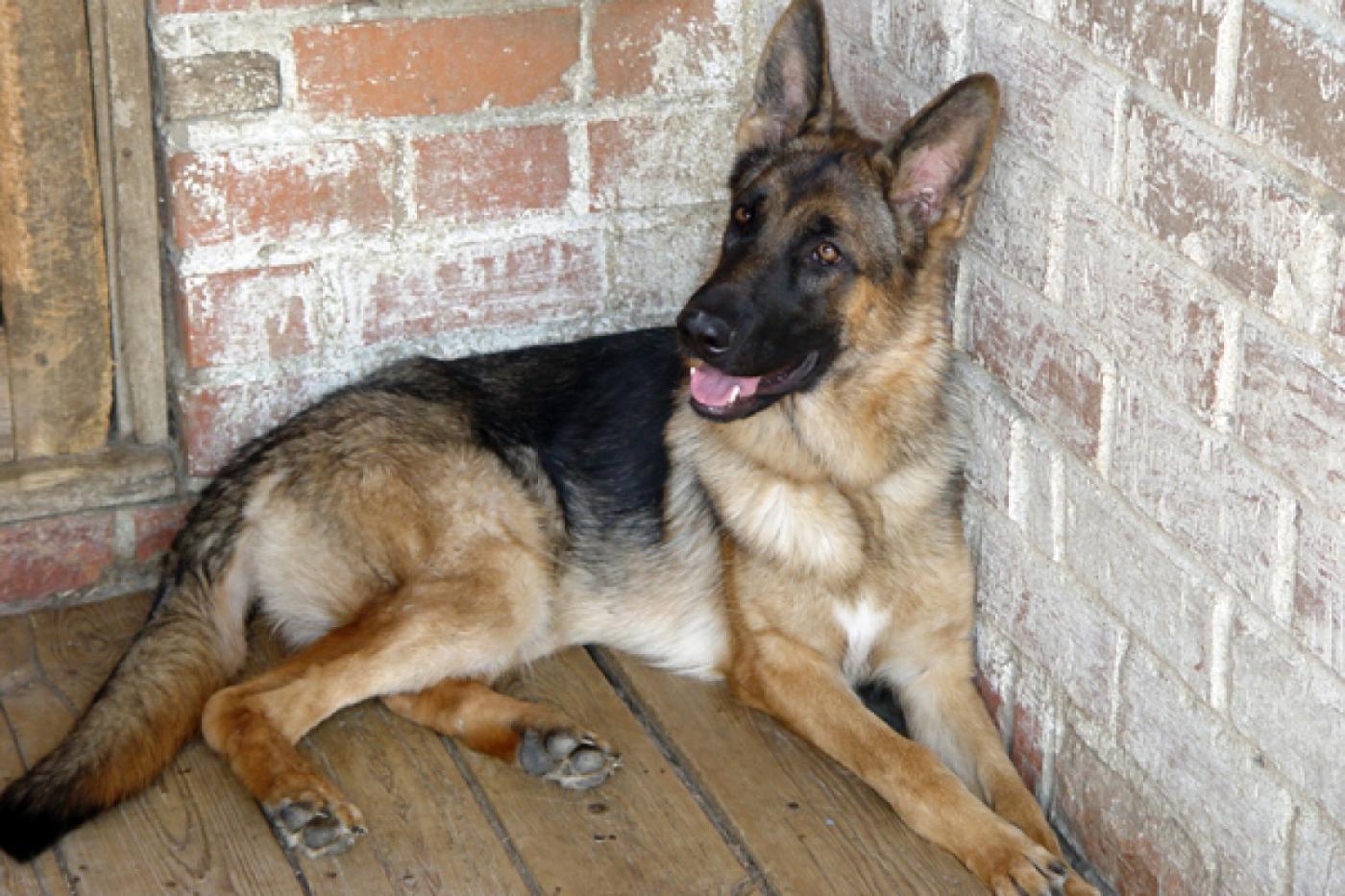 Полицейские Первоуральска при помощи служебно-розыскной собаки раскрыли убийство - Фото 1