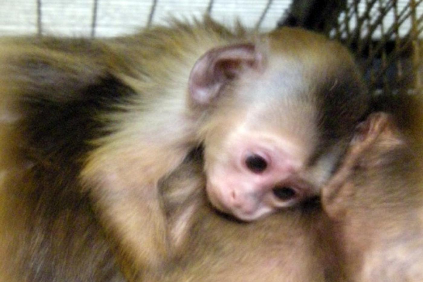 Семейство капуцинов в Екатеринбургском зоопарке пополнилось новым детенышем - Фото 1