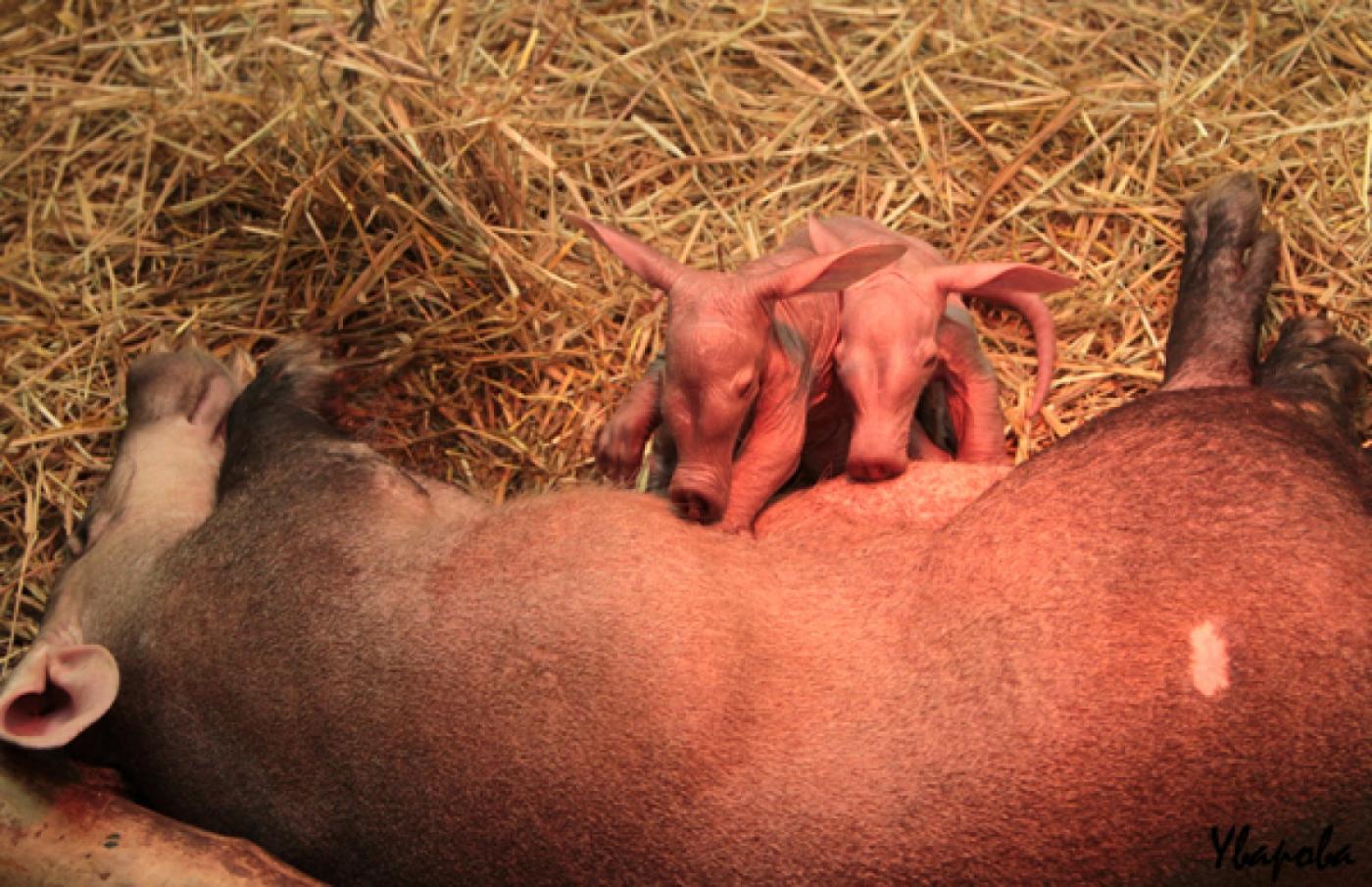 В Екатеринбургском зоопарке у трубкозубов родились двойня - Фото 1