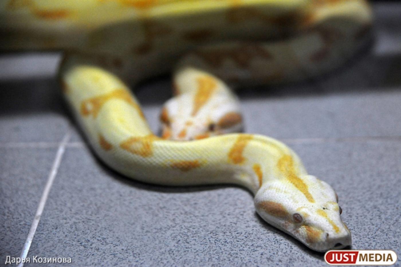 На Сортировке полицейские разыскивают новорожденного питона - Фото 1