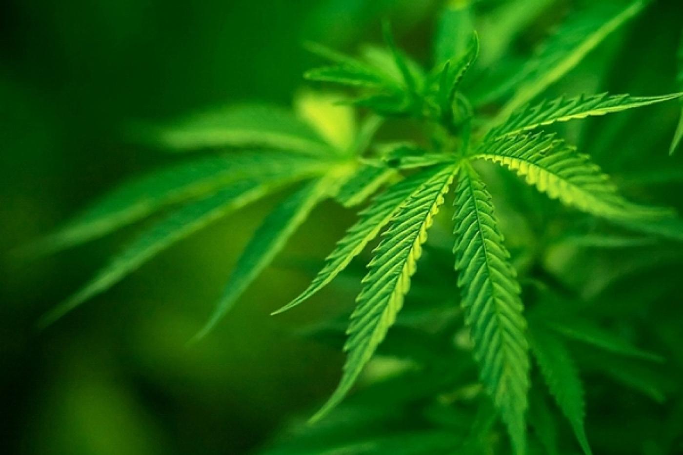 В Североуральске полицейские, разбираясь с семейным скандалом, обнаружили домашнюю теплицу с коноплей - Фото 1