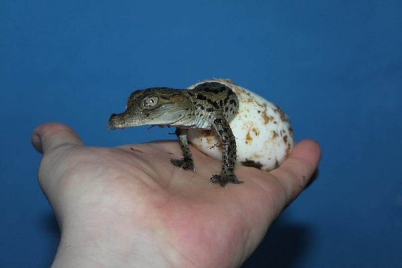 Десять нильских крокодилов появились на свет в Екатеринбурге. Крокодил Гена стал счастливым отцом.  - Фото 1