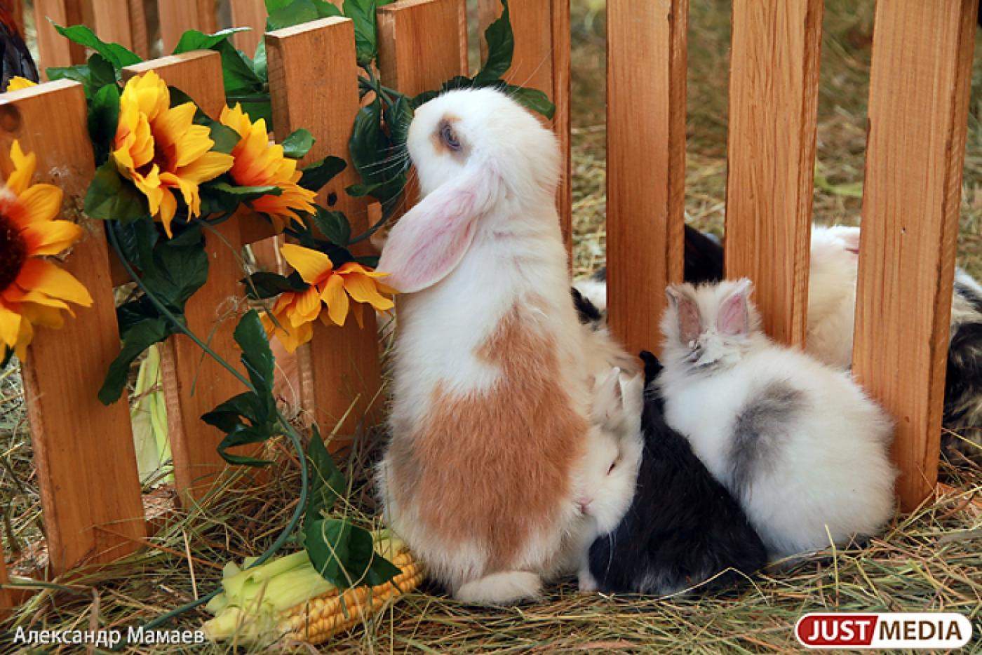 Екатеринбургский зоопарк устраивает день защиты детей и зверей - Фото 1